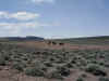 SSS Wild Horses.JPG (43202 bytes)
